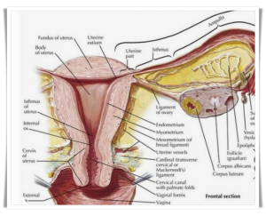 여성의 생식기 그림입니다. 자궁과 난관을 볼 수 있습니다.